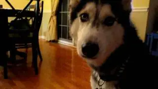 Mishka the Husky says Obama! - Dog Talking