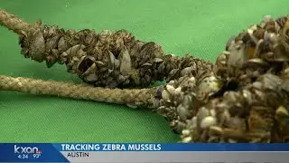 Zebra mussels turn up in Austin Water intake valves