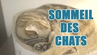 Tout savoir sur le sommeil des chats