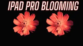 iPad Pro 2021 vs 2020 Blooming Test: Does mini LED matter?