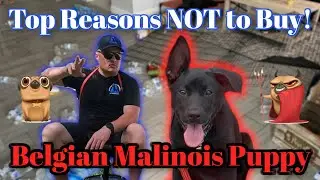 DO NOT BUY a BELGIAN MALINOIS Puppy! A Dog Trainers Opinion...