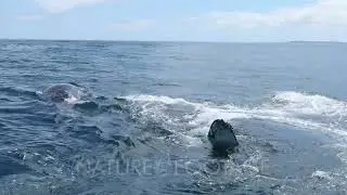 Humpback Whale migration West Coast South Africa, Superpods feeding on Krill