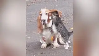 THIS CAT and DOG clips WILL MAKE your DAY - TRY NOT to LAUGH