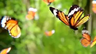 Make a Butterfly Scene in Blender