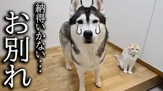 お兄ちゃんとの別れに納得いかず必死に探し回る猫と犬達がこちら