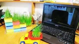КАК СДЕЛАТЬ ЖИВОЙ УГОЛОК ЗА КОМПЬЮТЕРНЫМ СТОЛОМ