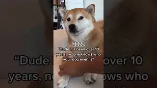 Doge Then and Now😃 