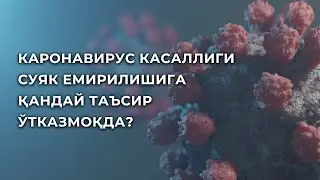 КАРОНАВИРУС КАСАЛЛИГИ СУЯК ЕМИРИЛИШИГА ҚАНДАЙ ТАЪСИР ЎТКАЗМОҚДА?