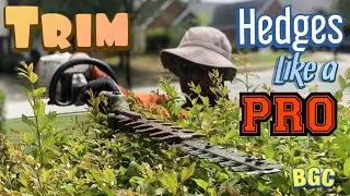 How to trim hedges like a PRO. Hedge trimming tips, plus crepe myrtle bush pruning