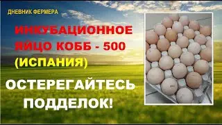 Инкубационное яйцо КОББ-500 (Испания) 2021г. Остерегайтесь подделок!