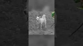 Думали что ловят маньяка, но кто бы мог подумать о таком...?