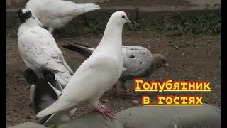 Голубятник в гостях на полигоне!