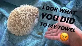 SHOWERING my FAT, dirty HEDGEHOG, Jaxon ~ Hedgehog UPDATE !!!