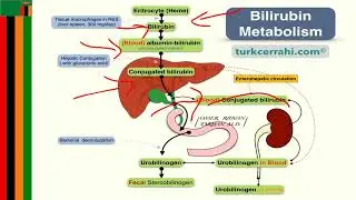 Physiology of Bilirubin