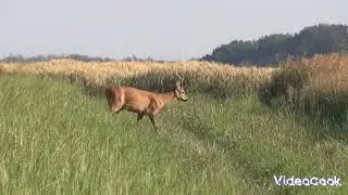 Polowanie na Rogacza || Roebuck Hunting