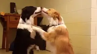 What Does it Mean When Your Dog Licks You?