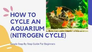 How to Cycle an Aquarium (Nitrogen Cycle)