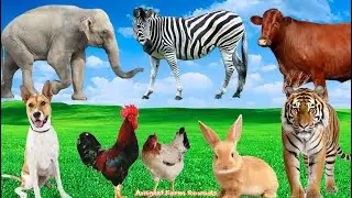 Animal Habitats: Rabbit, Cow, Zebra, Elephant, Tiger, Chicken - Animal World