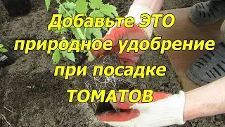 Добавьте это природное удобрение при посадке томатов и они скажут Вам спасибо!