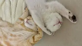 😂 Funniest Cats and Dogs Videos 😺🐶 || 🥰😹 Hilarious Animal Compilation №375