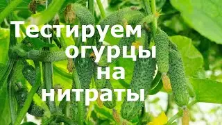 Тестируем огурцы на нитраты!