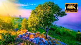 Пение Лесных Птиц Уберёт Головную Боль, Поднимет Настроение, Исцелит От Тревог И Невзгод.