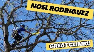 Winning Work Climb - Boise tree climbing championships 2023 - Noel Rodriguez