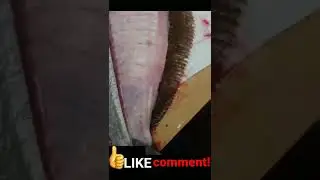 Flat fish cutting|| #Awesome|| #viral|| #viralreels|| #trendingshorts|| #shorts