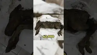 Extinct Horse Found Frozen in Ice