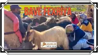 BAVE FEXRİYA / KÜRTÇE UZUN HAVA DENGBEJ