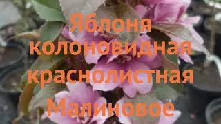 Яблоня колоновидная краснолистная Малиновое ожерелье 🌿 обзор: как сажать, саженцы яблони