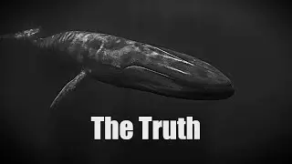 The Blue Whale Challenge: The Truth Behind This 