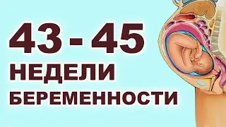 43, 44 и 45 недели беременности. Что происходит? Последние дни перед родами. Конец беременности.