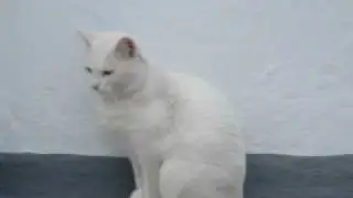 GATO BLANCO .wmv