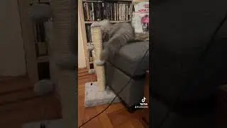 The tables have turned. #cat #persiancat #hamster
