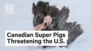 Are Canadian Super Pigs Invading the U.S.?