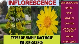 Types of Simple Racemose Inflorescence. #raceme,#corymb,#spadix,#capitulum,#umbel,#spike,#catkin.