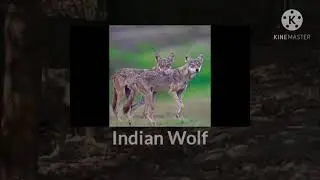 સૌરાષ્ટ્રમાં જોવા મળતા ભારતીય વરું(નાર)🐺Indian wolf (Nar) found in Saurashtra