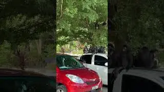 Обезьянки на парковке