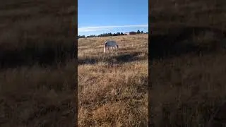 yep, every night it's the same thing. lots of horsing around in the pasture 