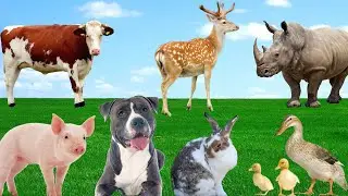 Discover Animal Sounds - Dog, Duck, Pig, Cow, Rhino, Rabbit - Familiar Animals