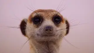 Meerkat Pups Get Left Behind | Dynasties II | BBC Earth