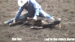 brutalizing baby cows- the cowardly & cruel rodeo