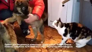 Животных выбросили как мусор на улицу | try to survive in a shelter for animals