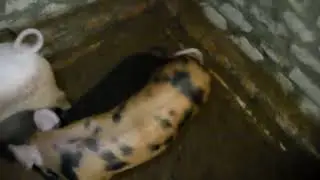 Свинарник Своими Руками: Тёплый Пол, Автономное Кормление и Поилка! 🏡🐖 #Свиноводство #DIYФерма #
