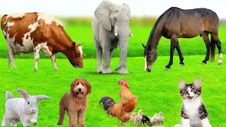 Exploring The Animals Around Us : Elephant, Cow, Horse, Dog, Cat, Pig, Chicken - Animal videos