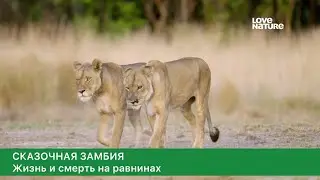 Сказочная Замбия. 1-сезон, 3-серия. Жизнь и смерть на равнинах