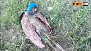 Павлин в Каменске