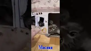 Кошкины приколы, настроение. Масяня.