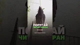 Попугай читает Коран.